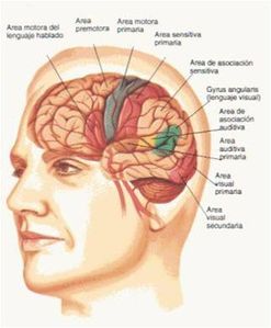 Cerebro humano