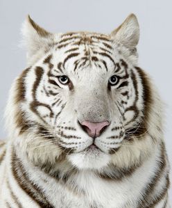 15-Narayana-a-three-year-old-male-snow-white-Bengal-tiger 15-Narayana-a-three-year-old-male-snow-white-Bengal-tiger