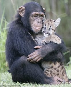 chimpanze-et-tigre-3.jpg
