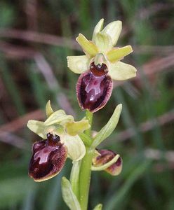 Ophrys_sphegodes_araignee.jpg
