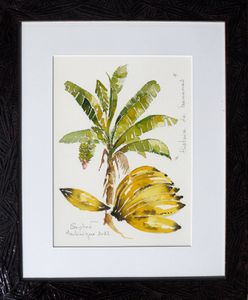 Aquarelle originale avec marie-louise 40x50cm Bananes et Ba