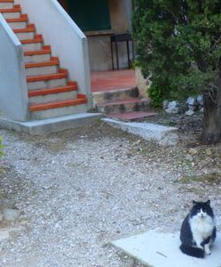 morgiou-cat-chat-om.JPG