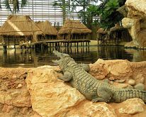 fermeauxcrocodiles2.jpg