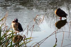 canard-gel-s-030109.jpg
