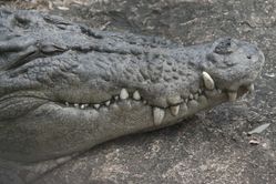 rainforest-cairns-detail-dents--gros-crocodile