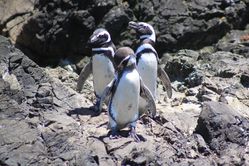 225 isla chiloé-pinguineras o islotes puñihuil