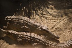 rainforest-cairns-crocodile-bebe