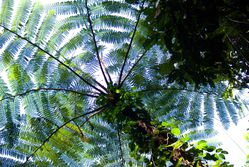 rainforest-cairns 18