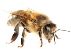 abeilles.jpg