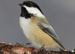 massachusetts-bird black-capped chickadee