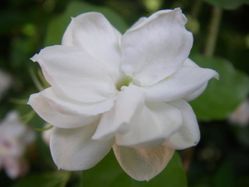 fleur-de-paix.jpg