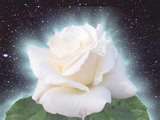 rose-blanche
