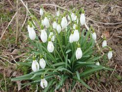 perce-neige.jpg