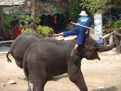 Chiang mai - camp des elephants