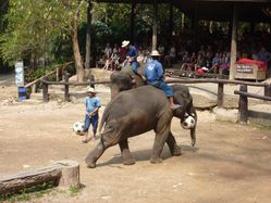 Chiang mai - camp des elephants