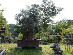 jardin bonsai gz