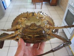 crabe FEMELLE