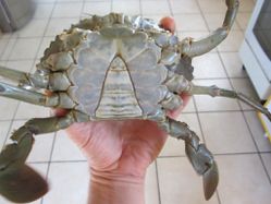 crabe MALE
