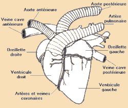 coeurb.gif