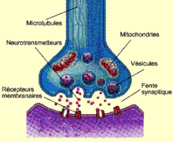 neurotransmetteur