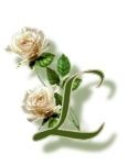 lL-fleurs.jpg