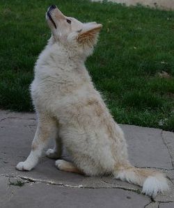 chien-finnois-laponie.jpg