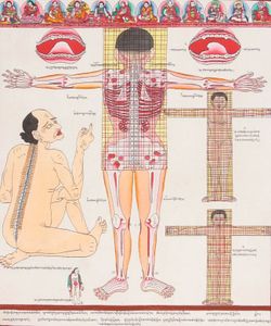 back view of human anatomy hz60