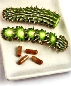 hoodia-gordonii-pills