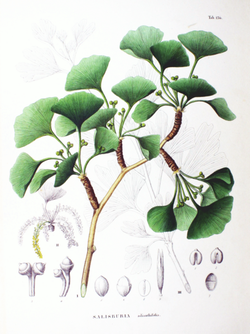 448px-Ginkgo_biloba_SZ136.png