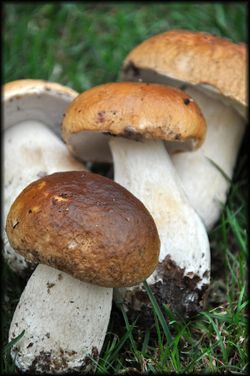 Risotto-aux-cepes-et-epinards-4a.jpg