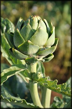 Carre-d-agneau-et-risotto-aux-artichauts-3a.jpg
