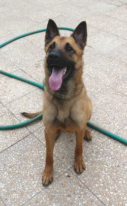 VINCE - Malinois 7 ans (6 ans de refuge) - ARPA A RIS ORANGIS (91) Vince