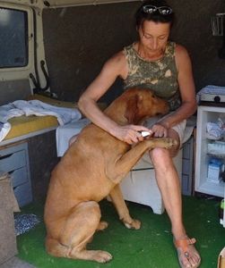 CHIENS-SOS-DECHARGE-MARTINE.jpg