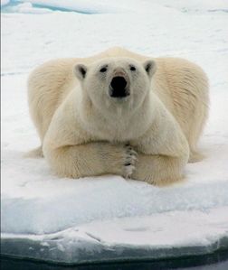 ours-polaire.jpg