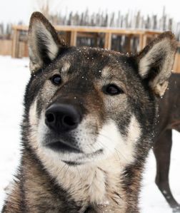 shikoku-inu-chien-tres-rare