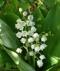 muguet.jpg