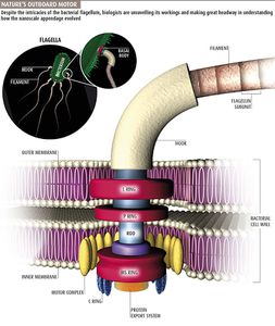 flagellum-copie-1
