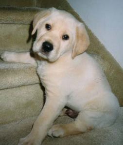 labrador_home.jpg