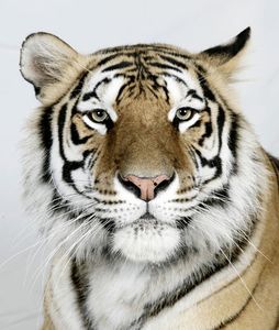 3-Kanja-a-six-year-old-female-standard-royal-Bengal-tiger 3-Kanja-a-six-year-old-female-standard-royal-Bengal-tiger