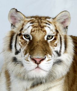 6-Karupa-a-two-year-old-female-one-of-only-30-golden-tabby- 6-Karupa-a-two-year-old-female-one-of-only-30-golden-tabby-