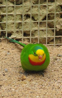 perruche de barraband (mâle) (le parc des oiseaux)