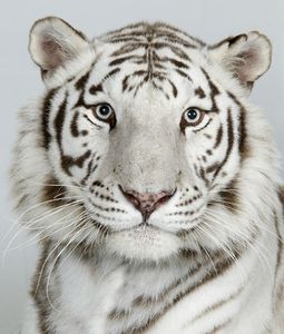 13-Ganga-an-eight-year-old-female-royal-white-Bengal-tiger 13-Ganga-an-eight-year-old-female-royal-white-Bengal-tiger