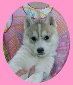 HUSKY CHIOT CRYSTAL 1MOIS1SEM FEMGRISE0