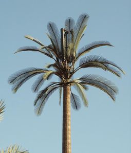palmier relais