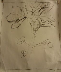 fig leaves sketch charcoal first step