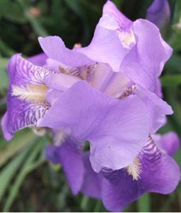 iris bleu violet
