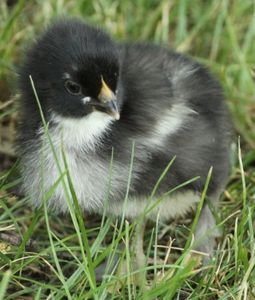 poussin marans noire cuivrée