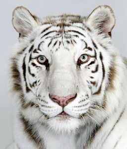 14-Samasta-a-two-year-old-female-royal-white-Bengal-tiger 14-Samasta-a-two-year-old-female-royal-white-Bengal-tiger