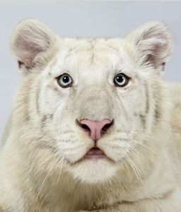 16-Ohjas-a-one-year-old-male-snow-white-Bengal-tiger 16-Ohjas-a-one-year-old-male-snow-white-Bengal-tiger