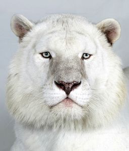 17-Kaylash-an-eight-year-old-male-snow-white-Bengal-tiger 17-Kaylash-an-eight-year-old-male-snow-white-Bengal-tiger